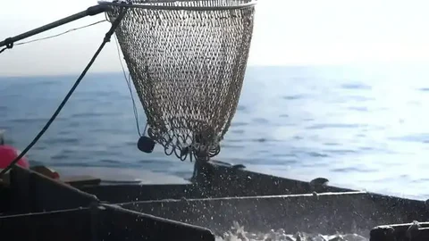 Fresh Seafood Delivered to You